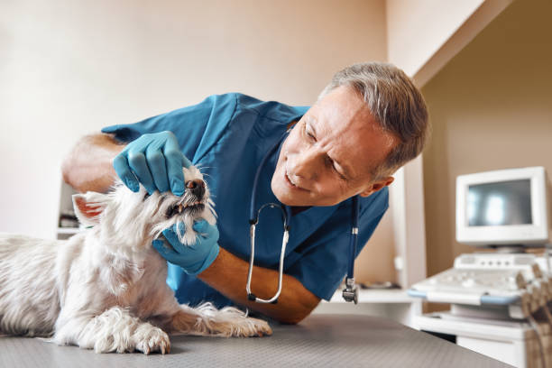Best Emergency Broken Tooth Repair in Garden City South, NY